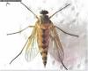 Rhagio tringarius